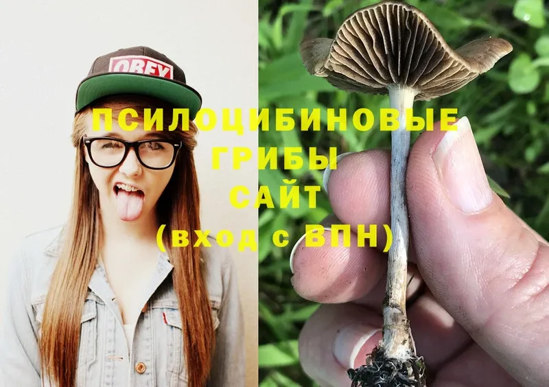 Псилоцибиновые грибы Psilocybe Ермолино